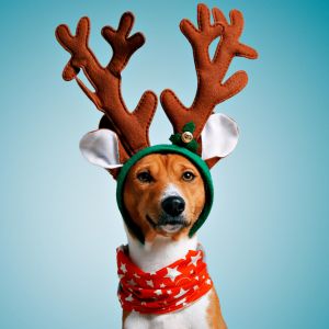Wholesale Christmas Pet Accessories Explore Our Huge Range of Wholesale Christmas Pet Accessories