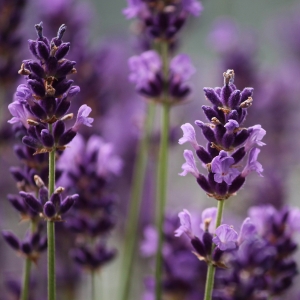Explore Wholesale Lavender Toiletry Products