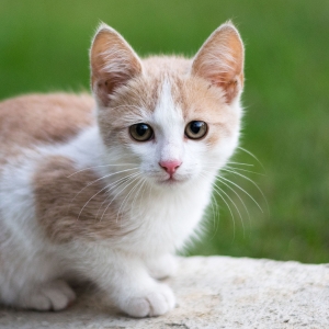 Buy Wholesale Cat Toys at Apollo Wholesale