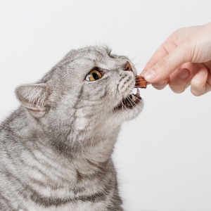 Wholesale Cat Treats at Apollo Wholesale