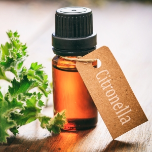 Buy Wholesale Citronella Products at Apollo Wholesale