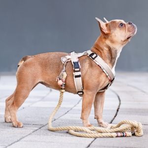 Buy Wholesale Dog Harnesses at Apollo Wholesale