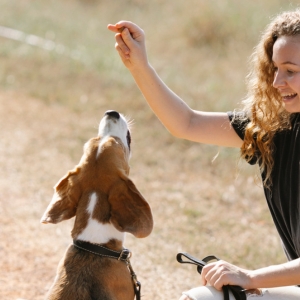 Buy Wholesale Dog Treats at Apollo Wholesale