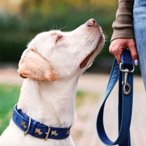 Buy Wholesale Leather Dog Collars at Apollo Wholesale