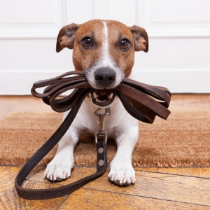 Buy Wholesale Leather Dog Collars and Leads at Apollo Wholesale