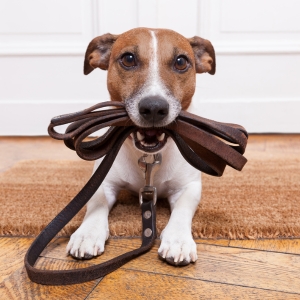 Buy Wholesale Leather Dog Leads at Apollo Wholesale