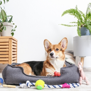 Wholesale Pet Supplies
