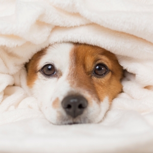 Buy Wholesale Pet Blankets at Apollo Wholesale
