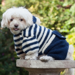 Buy Wholesale Pet Clothing at Apollo Wholesale
