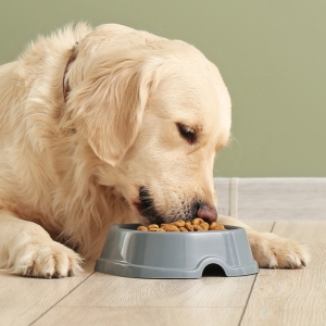 Buy Wholesale Feeding Bowls at Apollo Wholesale