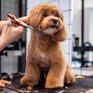 Wholesale Pet Grooming at Apollo Wholesale