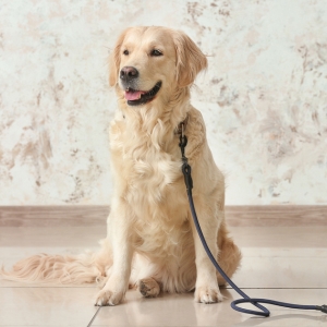 Buy Wholesale Dog Leads at Apollo Wholesale