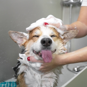 Buy Wholesale Pet Toiletries at Apollo Wholesale