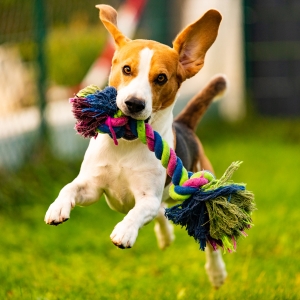 Buy Wholesale DogToys at Apollo Wholesale